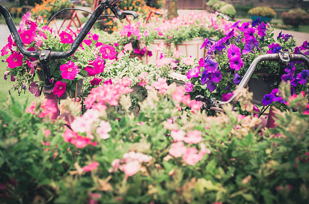 istock Petunia or Petunia Hybrida Vilm vintage 507335713