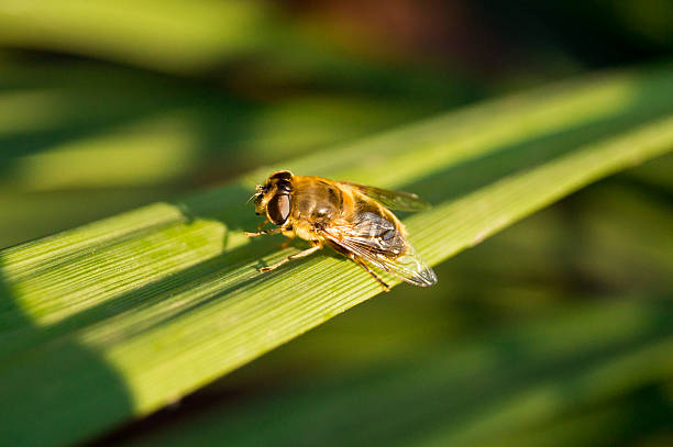 Bee stock photo