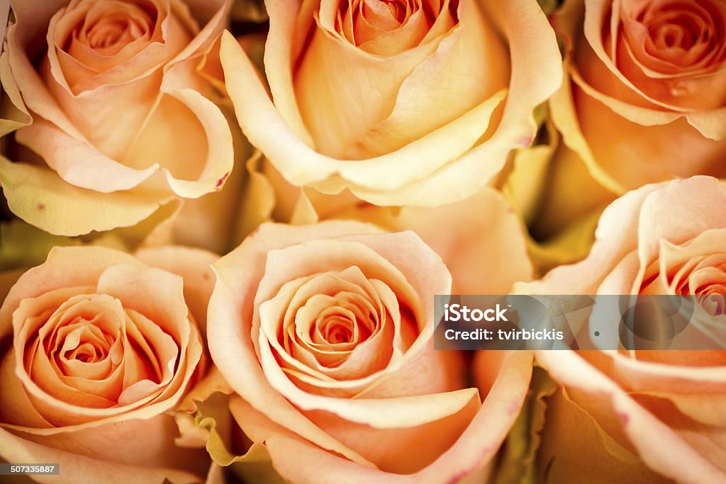 Roses Group of pale pink roses Arrangement Stock Photo