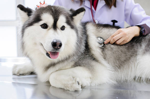 istock veterinarian examining cute siberian husky 507335963