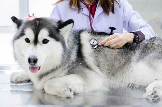 istock veterinarian examining cute siberian husky 507335965