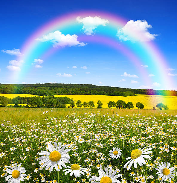 istock field of marguerites 507336209