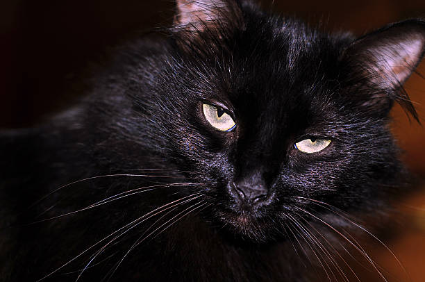 gato negro con agravado con - aggravated fotografías e imágenes de stock