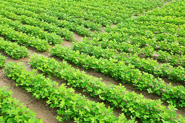 Green peanut field growth in farmland