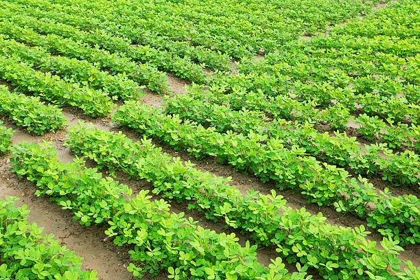 Green peanut field growth in farmland Green peanut field growth in farmland peanut crop stock pictures, royalty-free photos & images