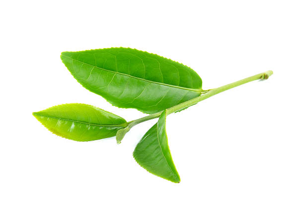 istock Tea leaves isolated on the white background 507361974