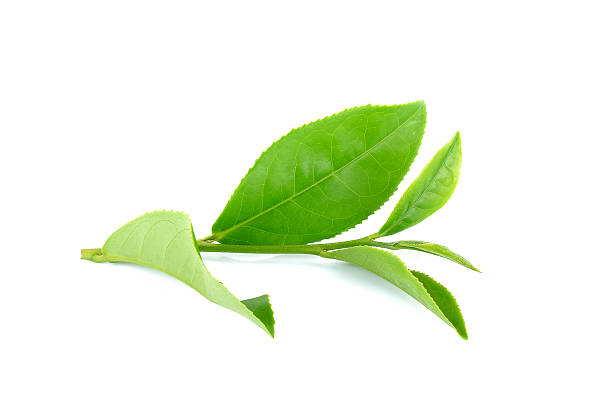 istock Tea leaves isolated on the white background 507362016