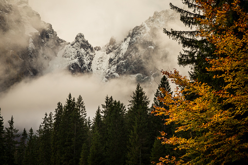 Fall in the italian alps in a misty day