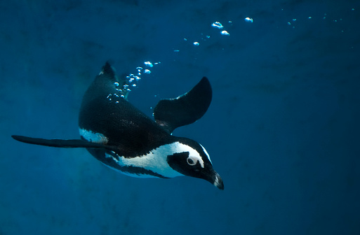 Penguin swimming underwater in blue water with air bubbles floating to surface