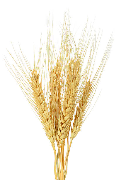 istock wheat grain isolated on the white background 507364338