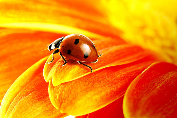 ladybugs - ladybug moving up single flower close to photos et images de collection