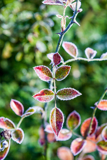 istock rose flower in winter with ice 507365284