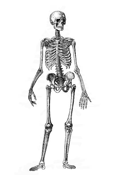 スケルトン - pencil drawing drawing anatomy human bone点のイラスト素材／クリップアート素材／マンガ素材／アイ��コン素材