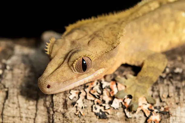 Closeup of a new Caledonian crested gecko, Rhacodactylus ciliatus, on a branch