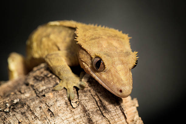istock New Caledonian crested gecko on a tree trunk 507368762