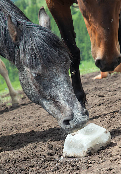 Horse licking rock salt on the mountain pasture