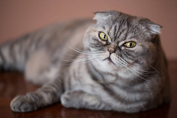 istock Cat breed of Scottish Fold. 507370416