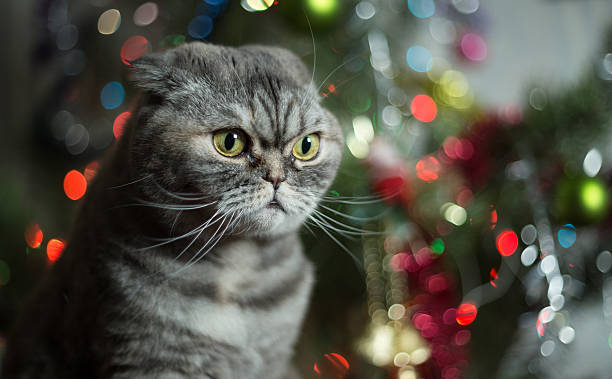 istock Scottish Fold on background of Christmas tree. 507370586
