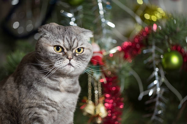 Scottish Fold on background of Christmas tree. Cat breed of Scottish Fold. Cat on background of Christmas tree. christmas cross stock pictures, royalty-free photos & images