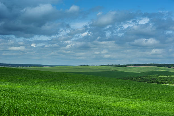 istock Green corn field and blue sky cloud outdoor 507370758