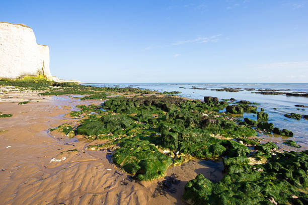 istock Botany Bay in Kent, England 507370801