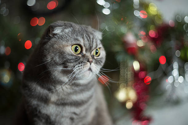 istock Scottish Fold on background of Christmas tree. 507370840