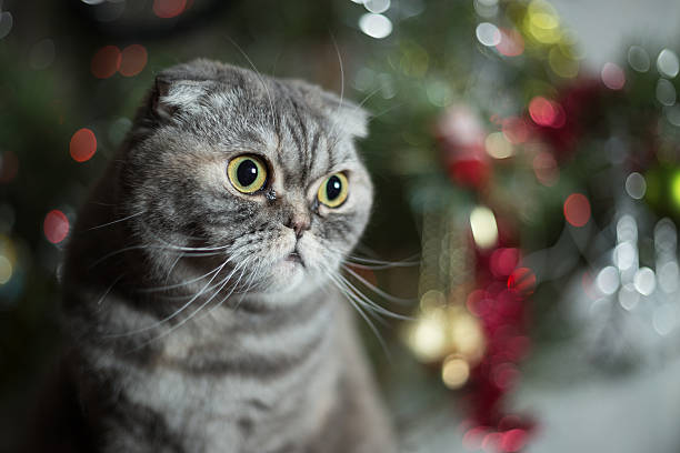 istock Scottish Fold on background of Christmas tree. 507370902