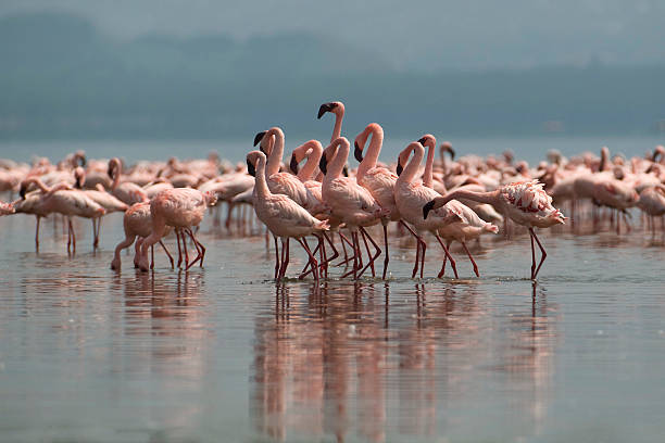 tanzen in rosa - lake nakuru stock-fotos und bilder