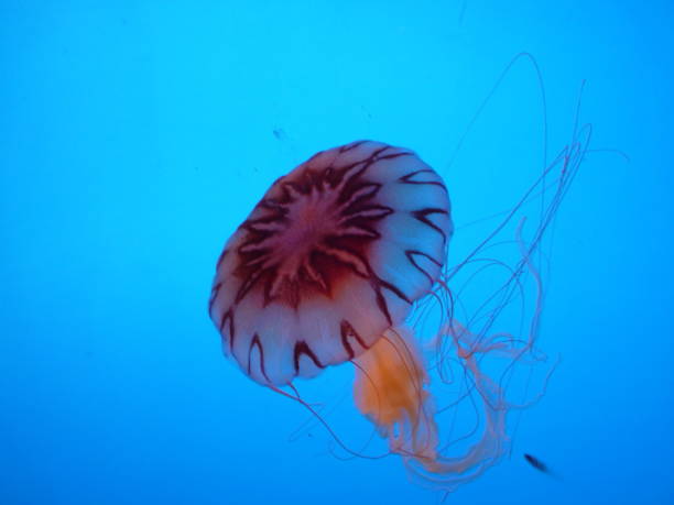 medusa - jellyfish moon jellyfish underwater wildlife fotografías e imágenes de stock