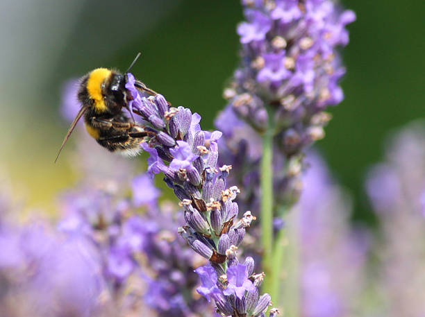 istock Image of purple lavender flowers and bumble bee collecting pollen 507371427