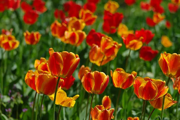 Beautiful spring flowers. colorful tulips