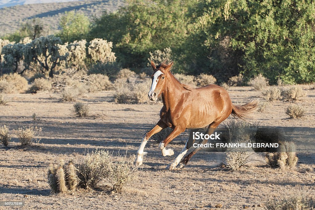 Run Wild Wild Horse Running Animals In The Wild Stock Photo