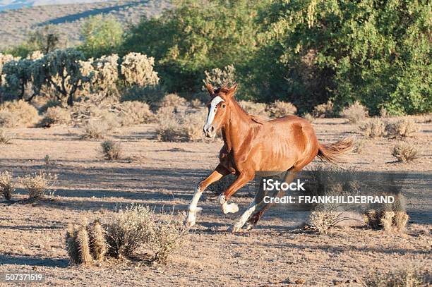 Run Wild Stock Photo - Download Image Now - Animals In The Wild, Arizona, Desert Area