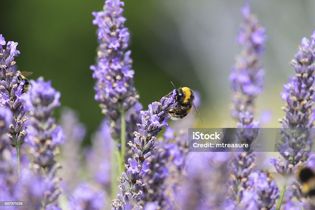 Image of purple lavender flowers and bumble bee collecting pollen Photo showing a small clipped bush of lavender that has just burst into flower, attracting lots of honey bees, bumble bees, butterflies and other insects, which have arrived to collect the pollen.  The mass of purple lavender flowers are extremely fragrant and are pictured growing in the garden, against a blurred green background. Bee Stock Photo