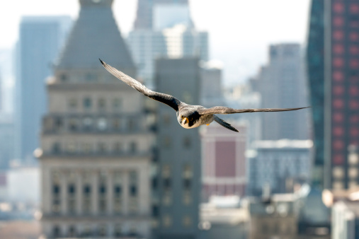 Peregrine Falcon flying in Chicago