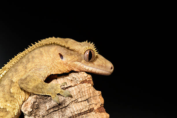 istock Lateral view of a new Caledonian crested gecko 507371642