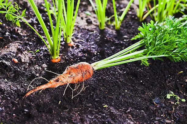 Photo of carrot on bed