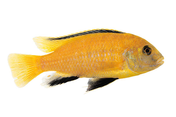 istock Yellow form of Melanochromis johannii 507371769