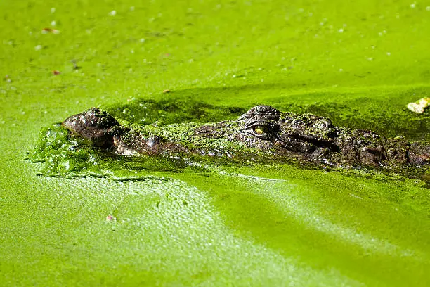 Crocodile in green taken  at Banjul -  The Gambia
