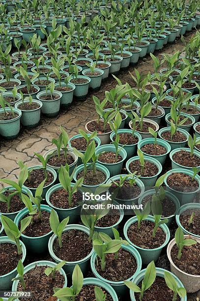 Cultivation Of Young Plants In A Greenhouse Stock Photo - Download Image Now - Agriculture, Backgrounds, Colors