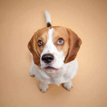 Beagle isolated on beige background