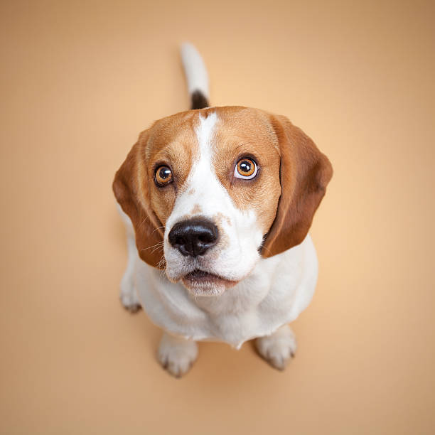 beagle isolado no fundo bege - obedience pets loneliness looking at camera - fotografias e filmes do acervo