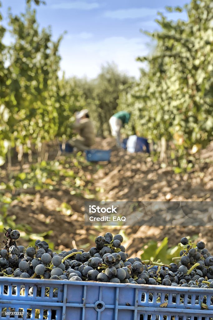 vendemmia - Foto stock royalty-free di Agricoltura