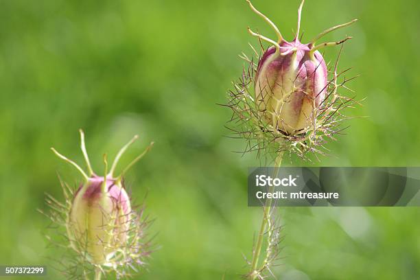 Love In A Mist Seed Heads Seed Pods Nigella Flowers Stock Photo - Download Image Now