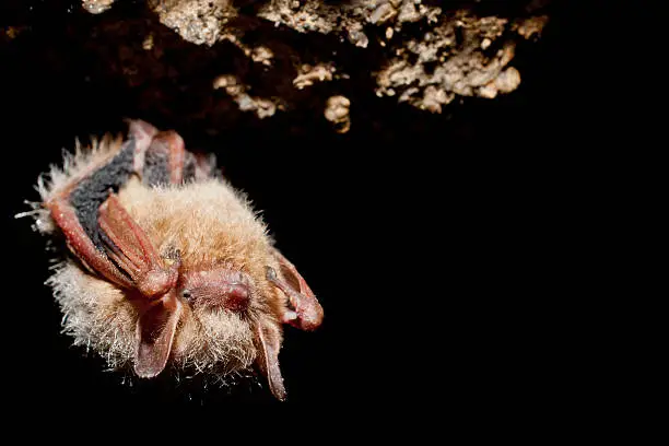 Photo of Tri-colored Bat