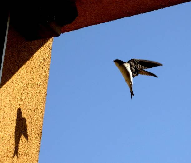 house martin - vestigial wing stock-fotos und bilder