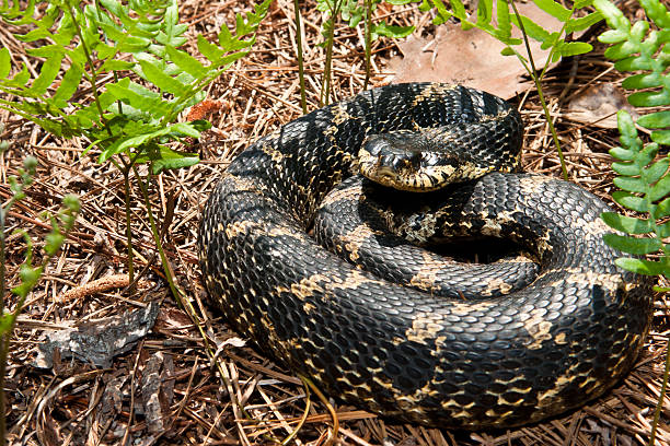 Eastern Hognose Snake An Eastern Hognose Snake found in the Panhandle of Florida. puff adder bitis arietans stock pictures, royalty-free photos & images