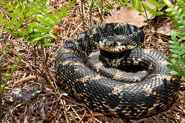 Hognose Snake Playing Dead Stock Photo - Download Image Now - Eastern  Hognose Snake, Animal Scale, Animal Wildlife - iStock