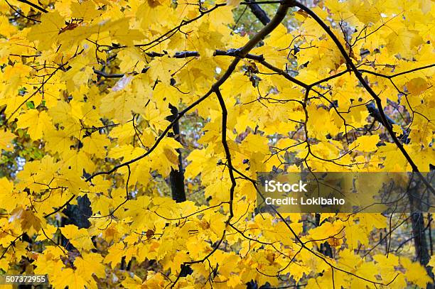 Filialen Mit Gelben Blätter Herbst Stockfoto und mehr Bilder von Ahorn - Ahorn, Ast - Pflanzenbestandteil, Baum