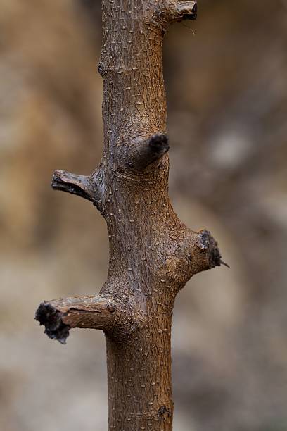 Tree Tree, snag, knot, knop, shoot, knag, knar, knurl, knotty, gnarled, knaggy knurl stock pictures, royalty-free photos & images